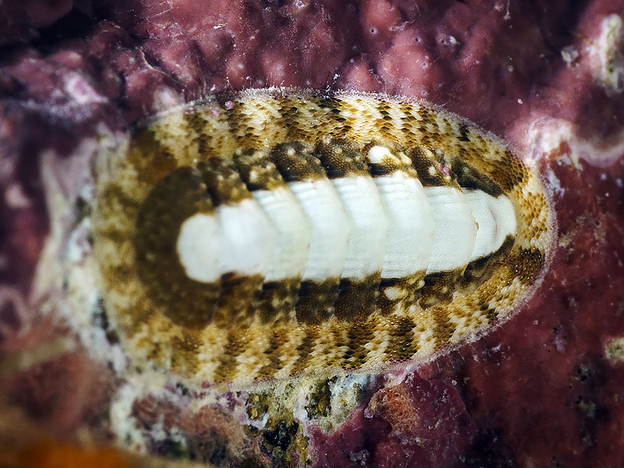 Chiton  12